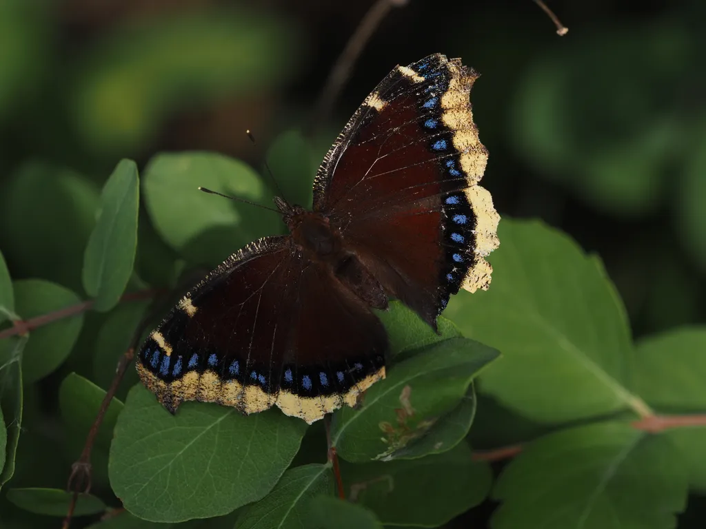 a large brown butterfly with gold along the bottom edge of their wing and blue dots immediately inward. both wings show wear and tear along the edge