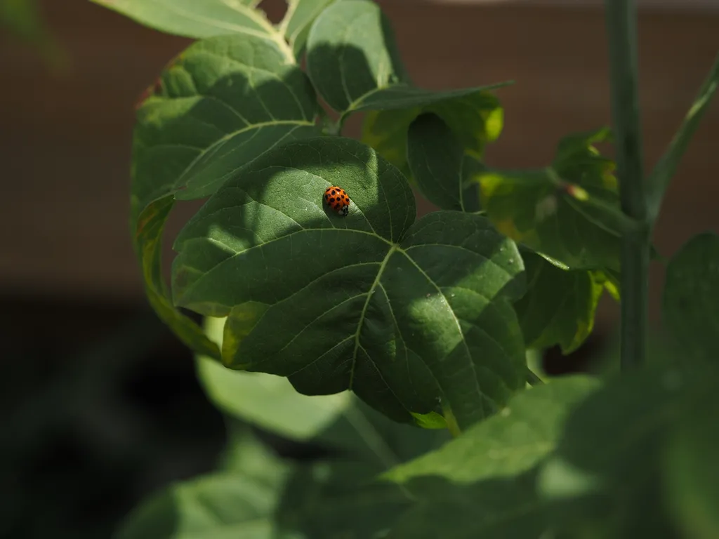 a single ladybug on a leaf mostly in sunlight