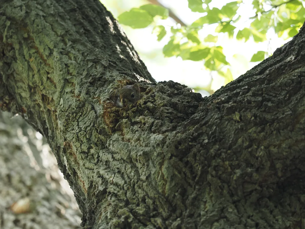 a squirrel staring out from a hole in a tree