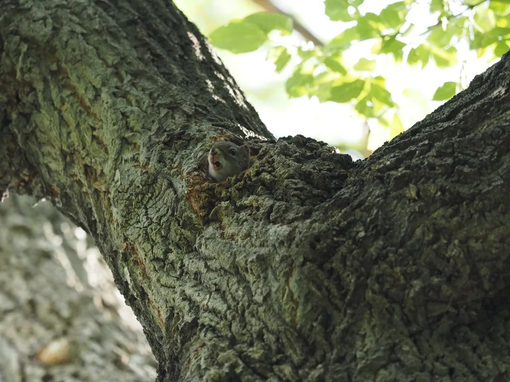 a squirrel chittering from a hole in a tree