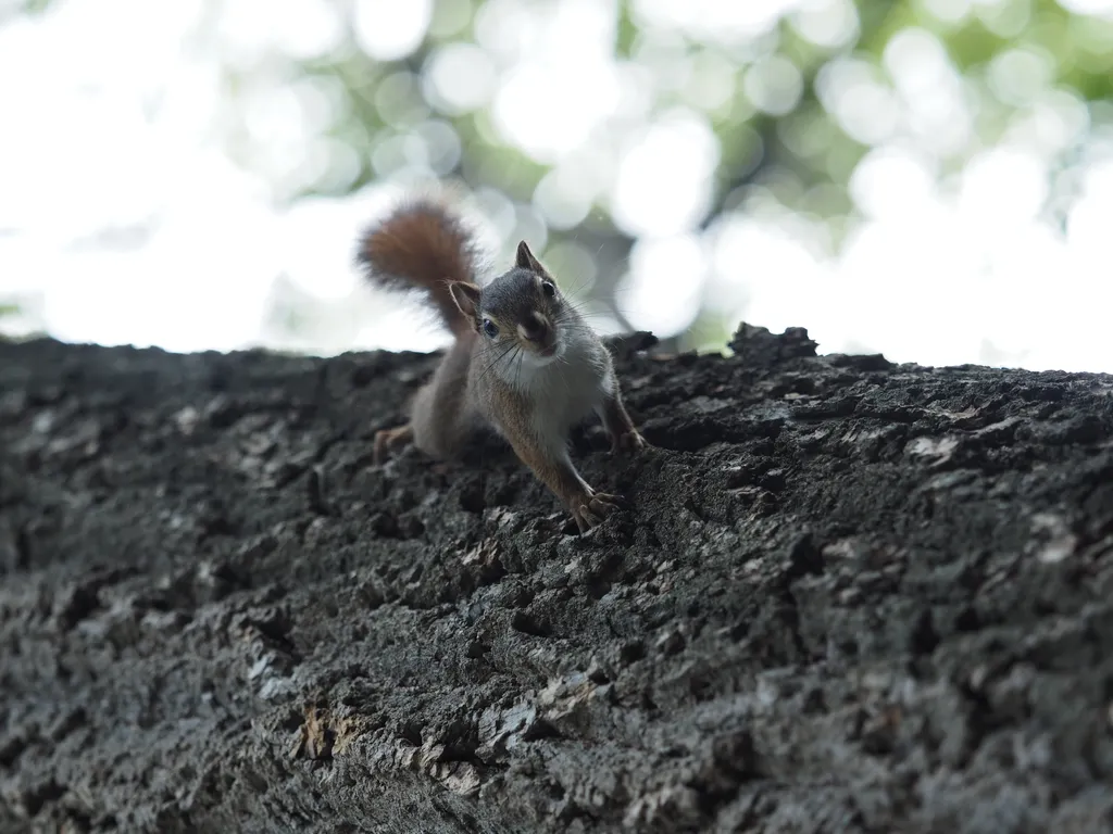 a squirrel staring down at the camera