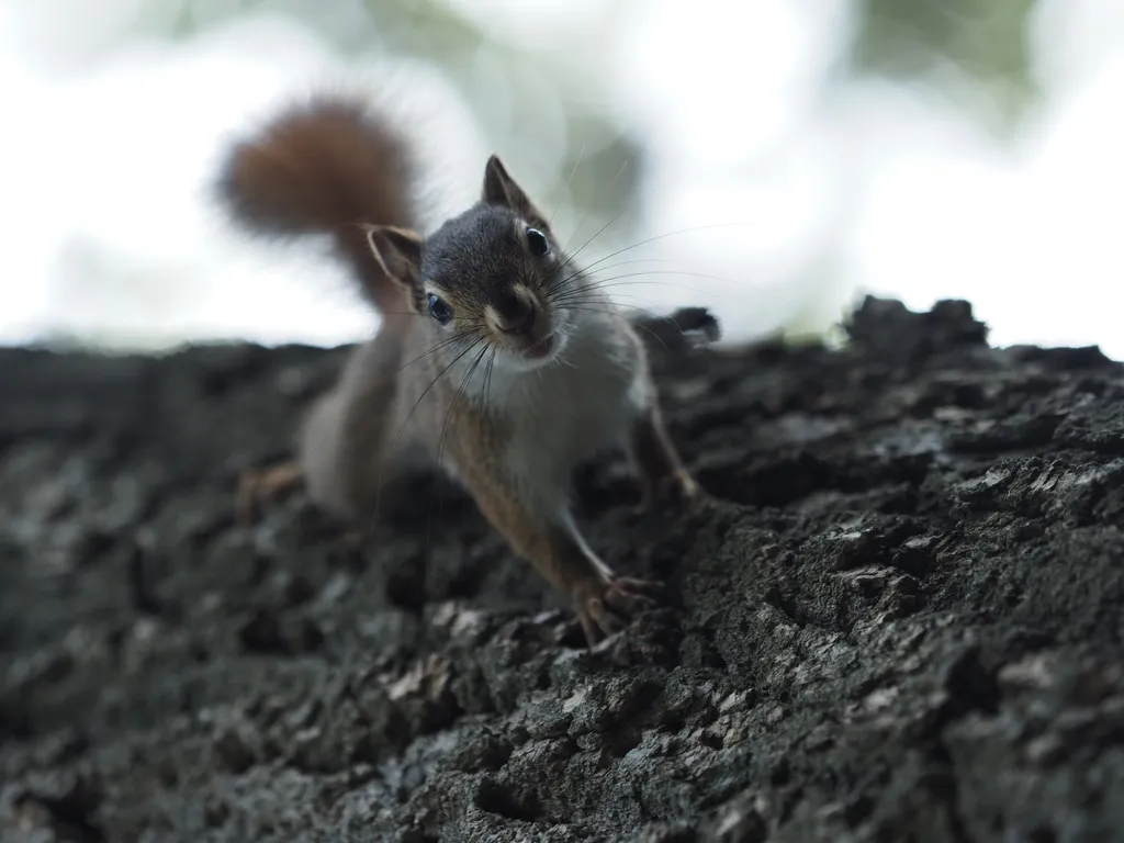 a squirrel staring down at the camera