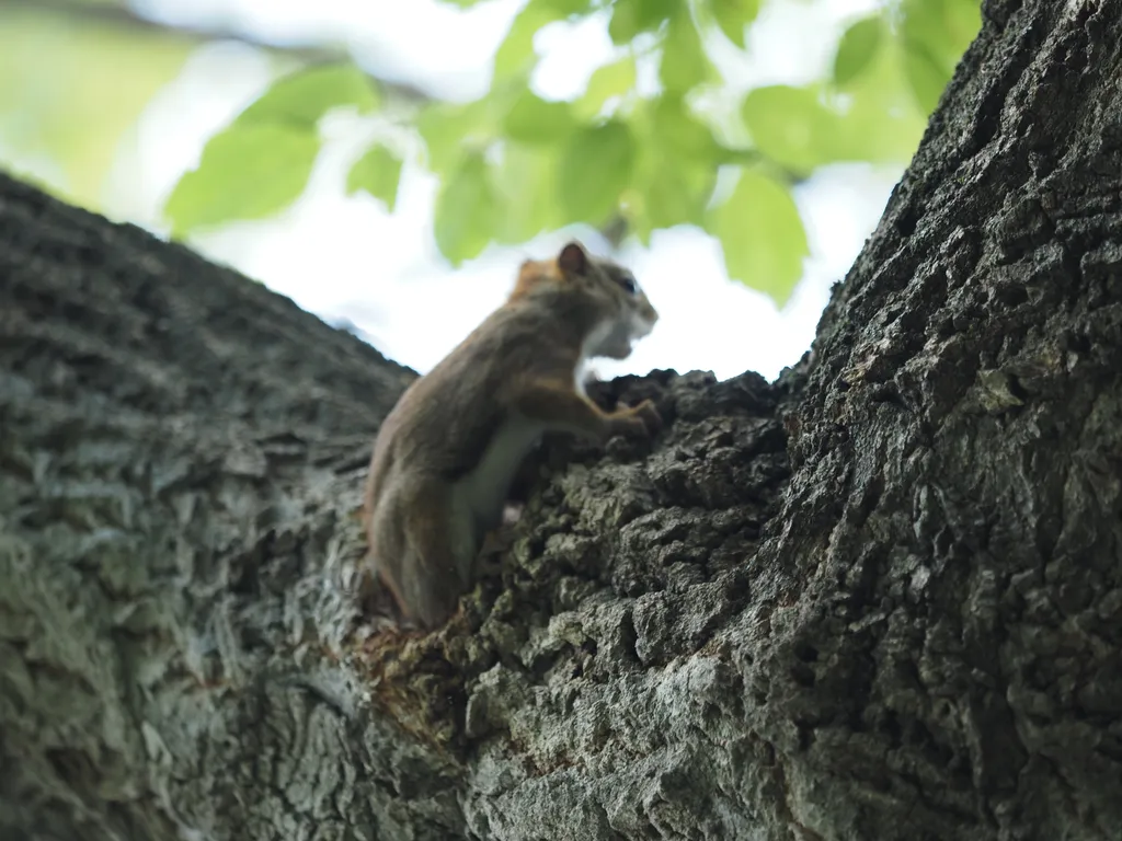 a squirrel emerging from a hole