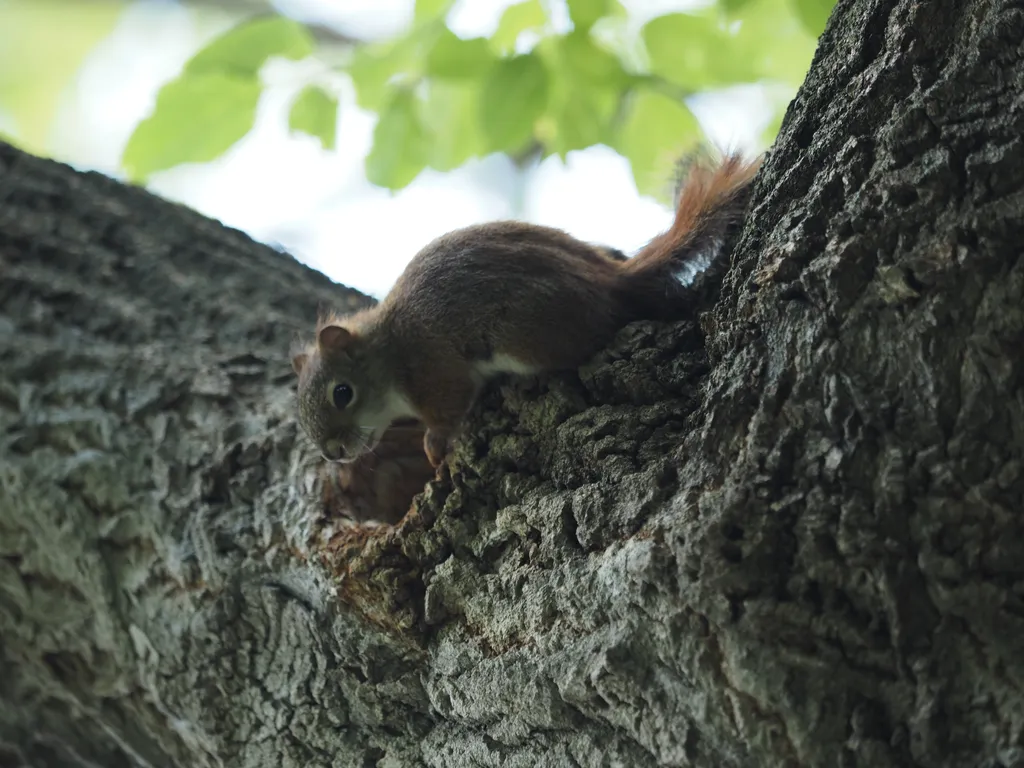 a squirrel by their hole