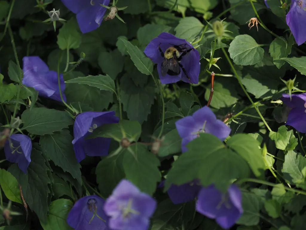 a bumble bee in a purple bell-shaped flower