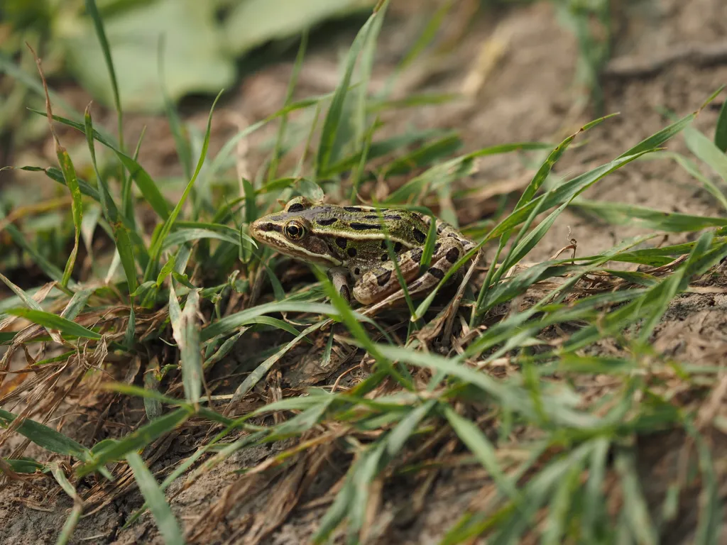 A green frog with dark spots sitting in the sparse grass of a muddy riverbank