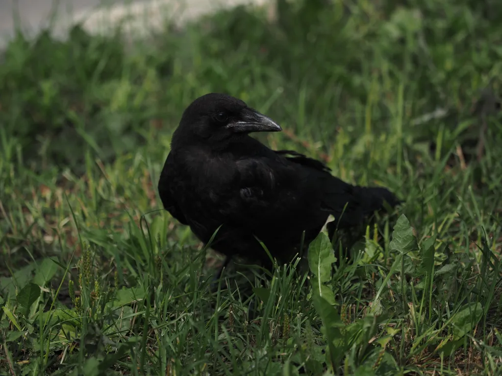 a crow in the grass