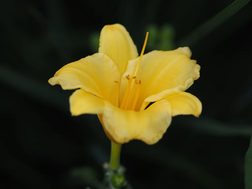 a yellow flower