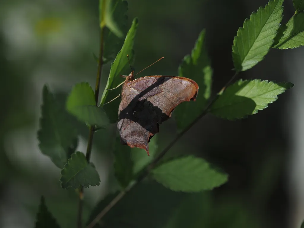 a leaf casting a shadow on the wing of butterfly