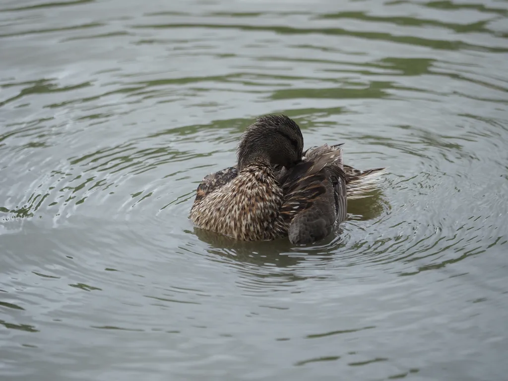 a duck floating in a river