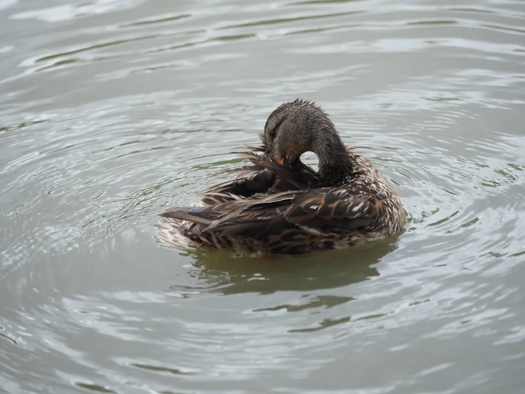 a duck floating in a river