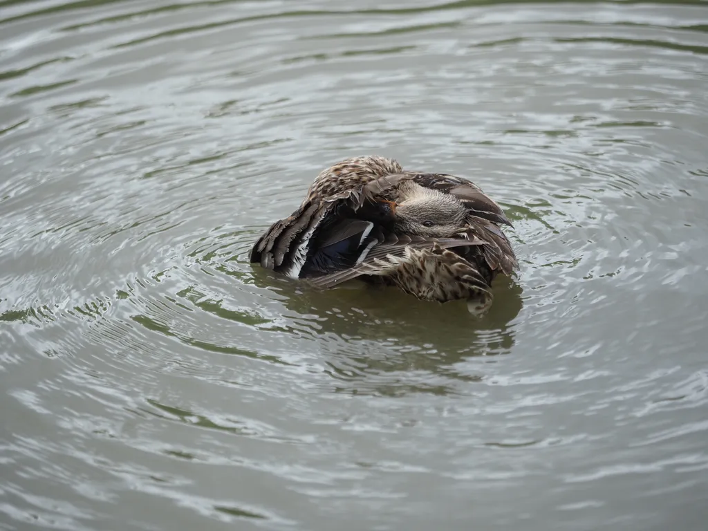 a duck floating in a river