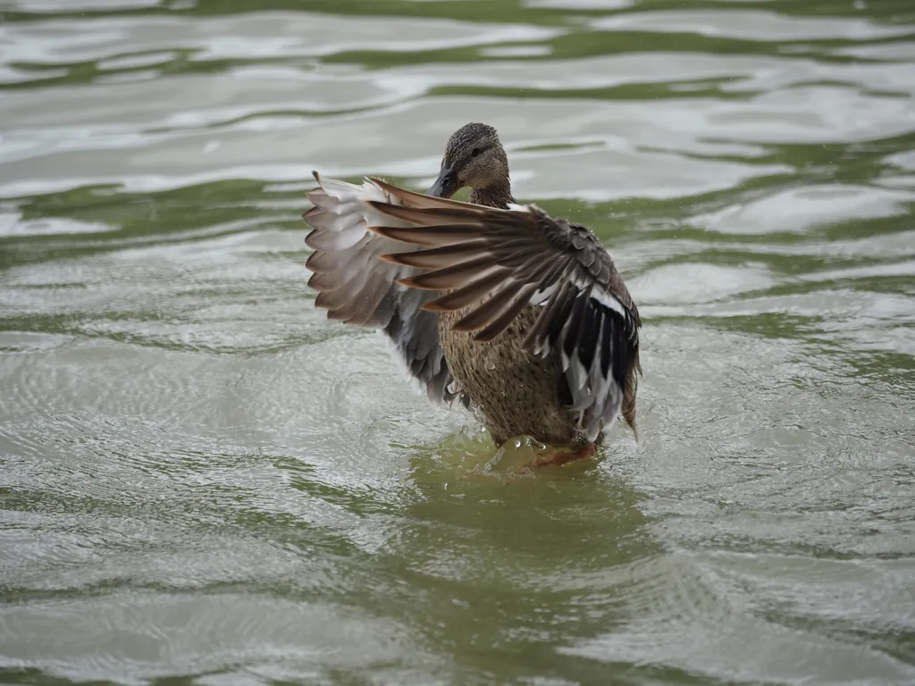 a duck in a river about to take flight