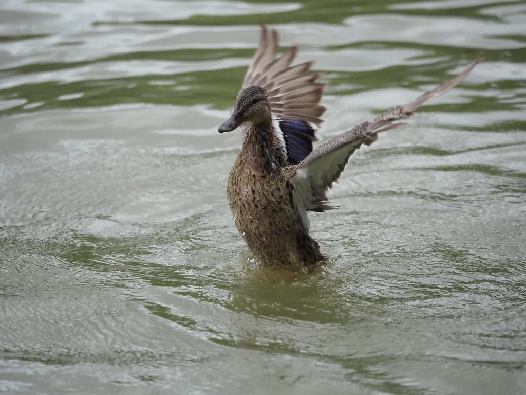 a duck in a river about to take flight