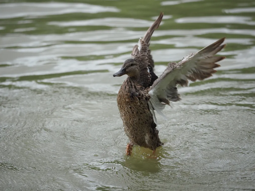 a duck half out of water as they take flight