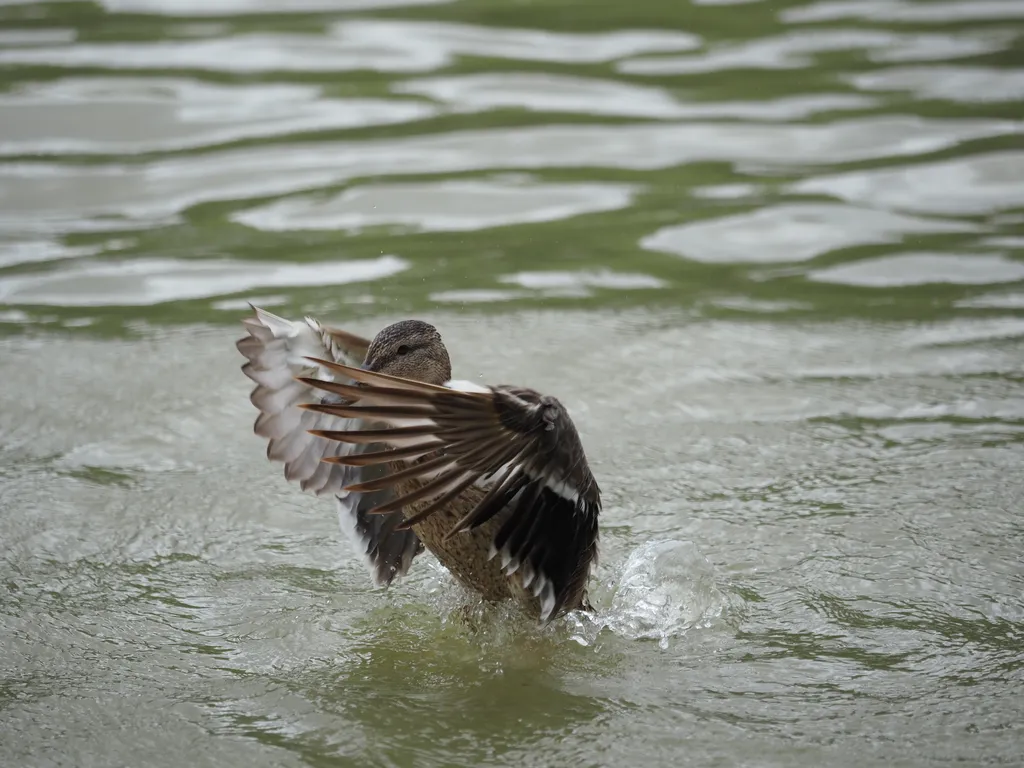 a duck in a river about to take flight