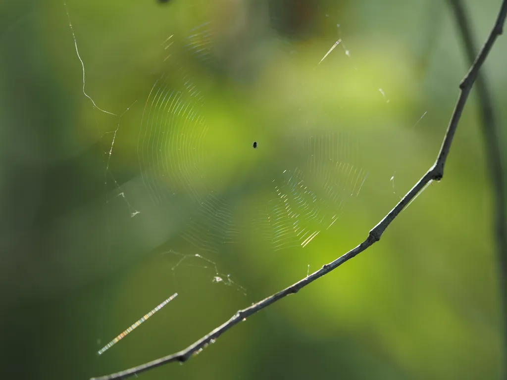 a small spider in an immaculately built web