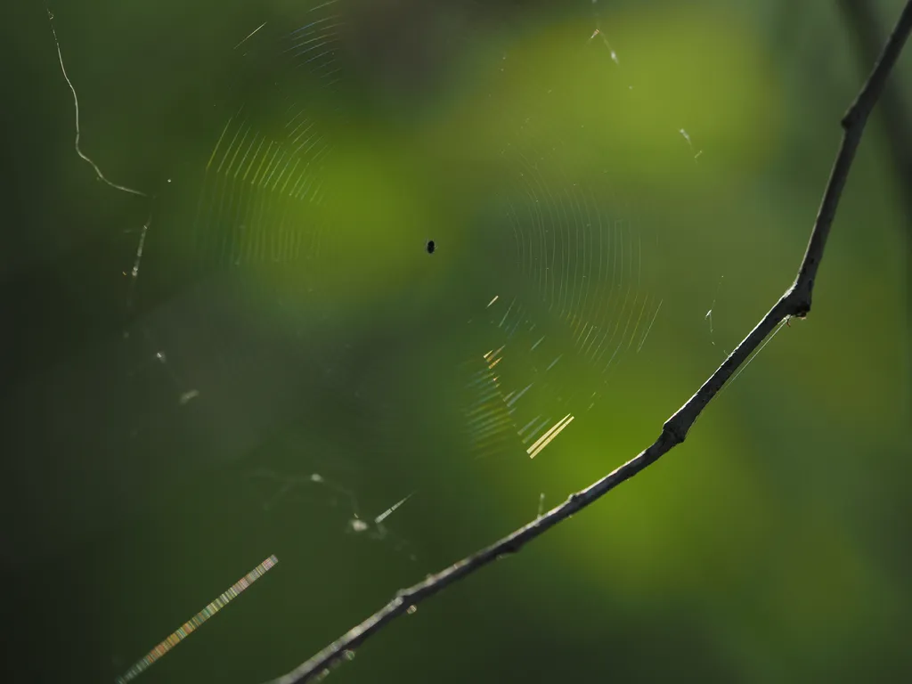 a small spider in an immaculately built web