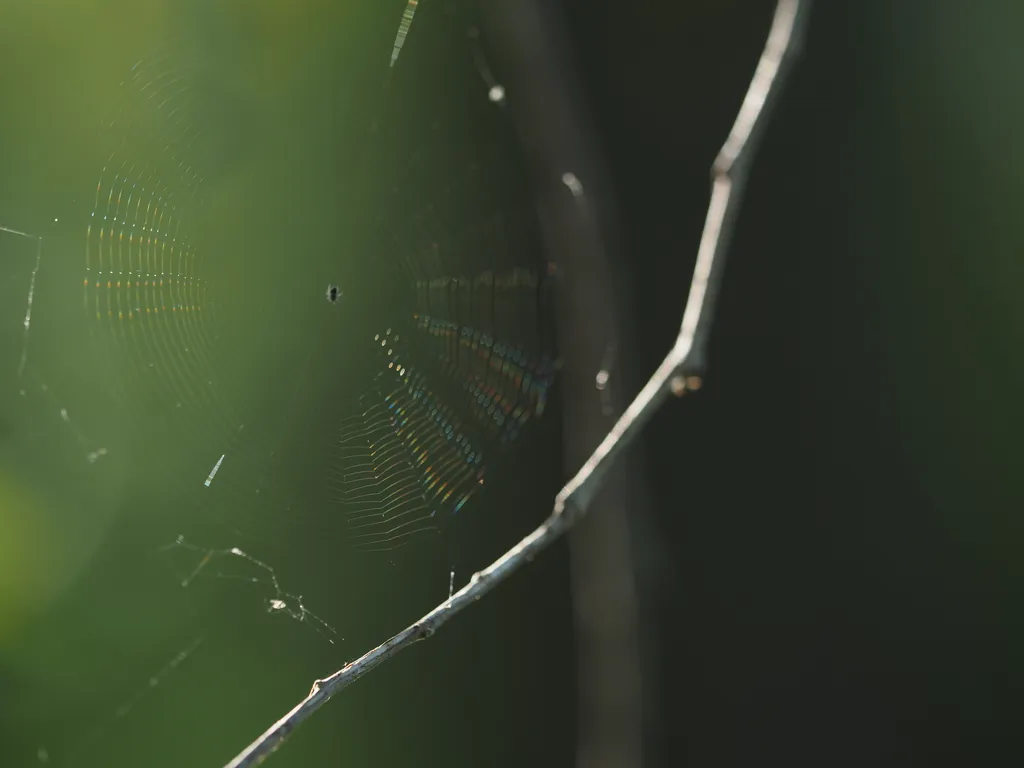 a small spider in an immaculately built web