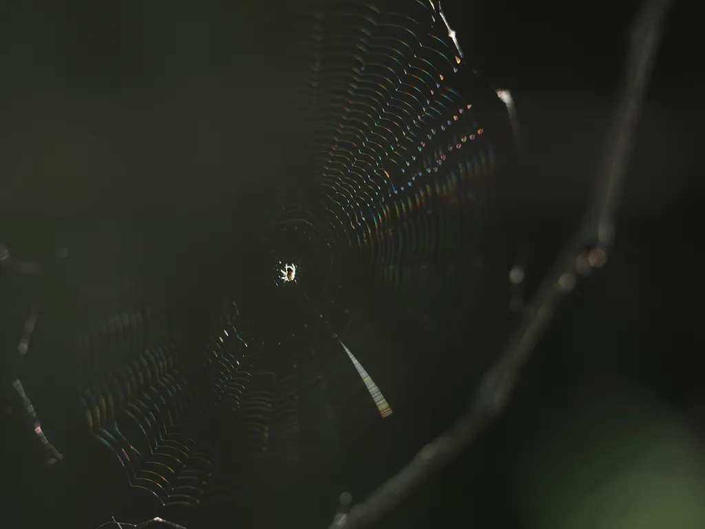 a small spider in an immaculately built web