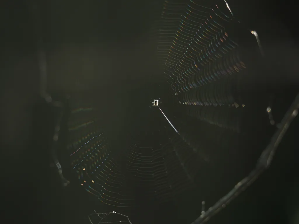 a small spider in an immaculately built web