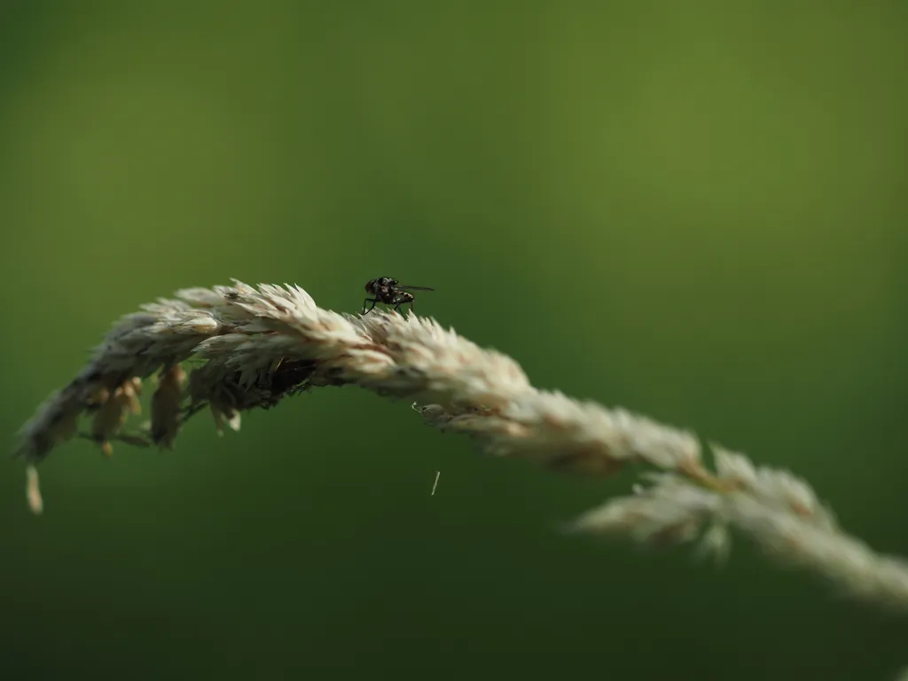 a small fly on a tall trass