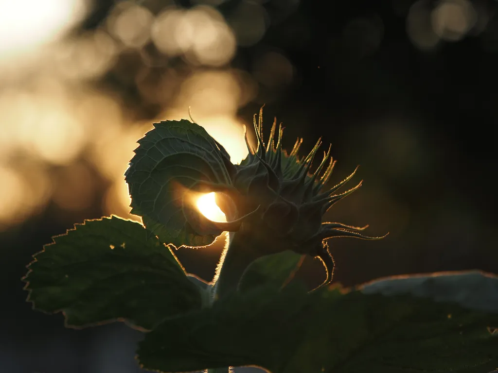 the sun setting behind a sunflower