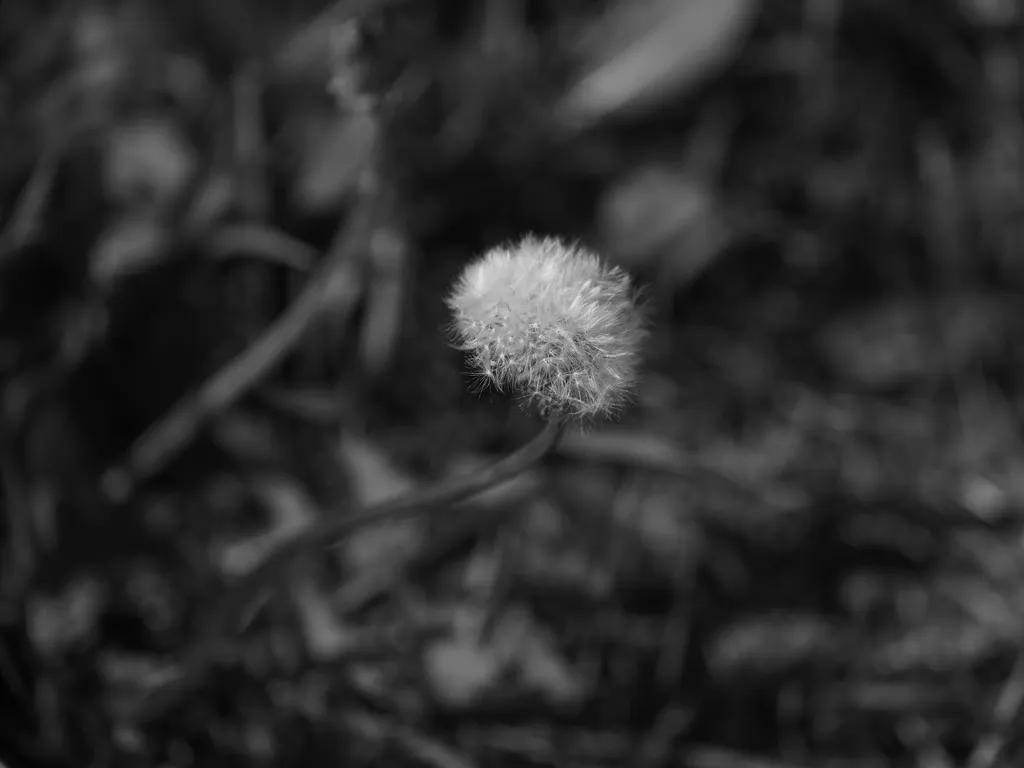 a fuzzy dandelion