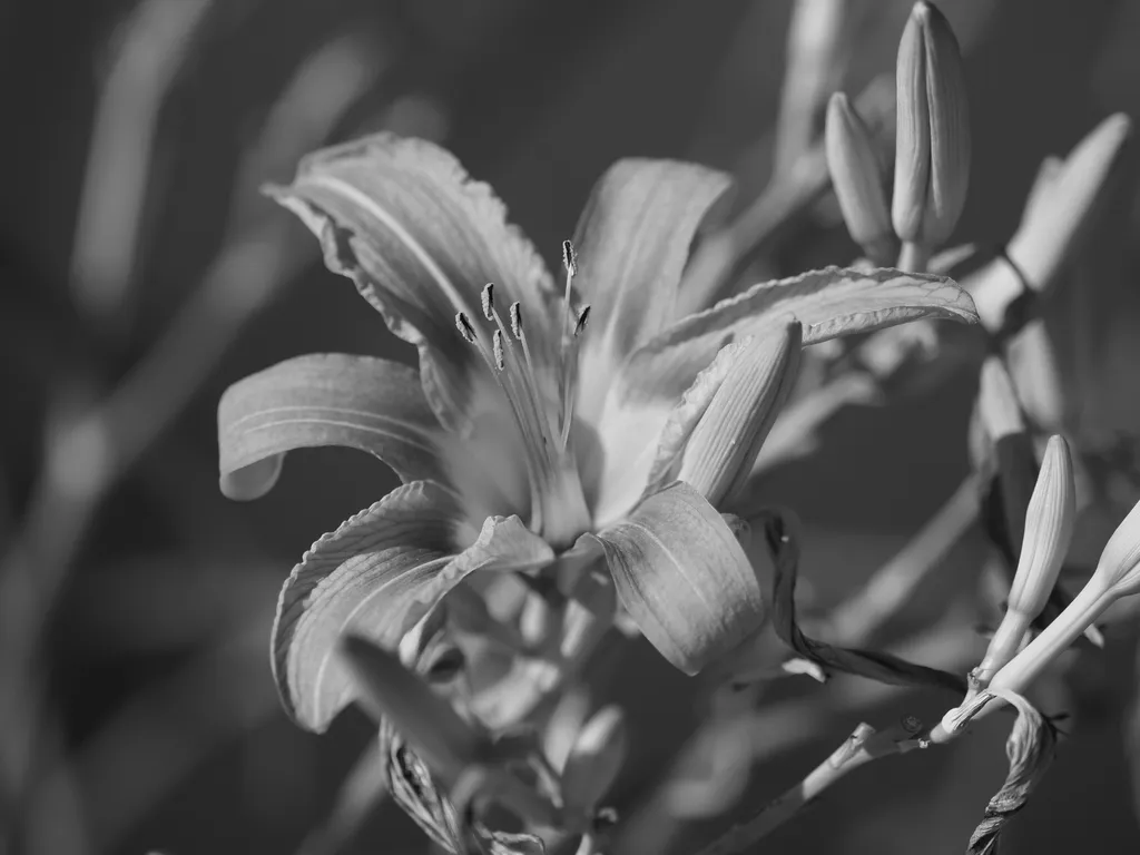 a large lily