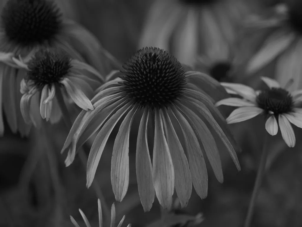 flowering coneflowers