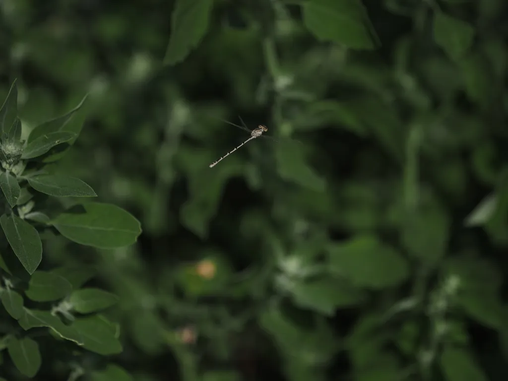 a damselfly in mid-air