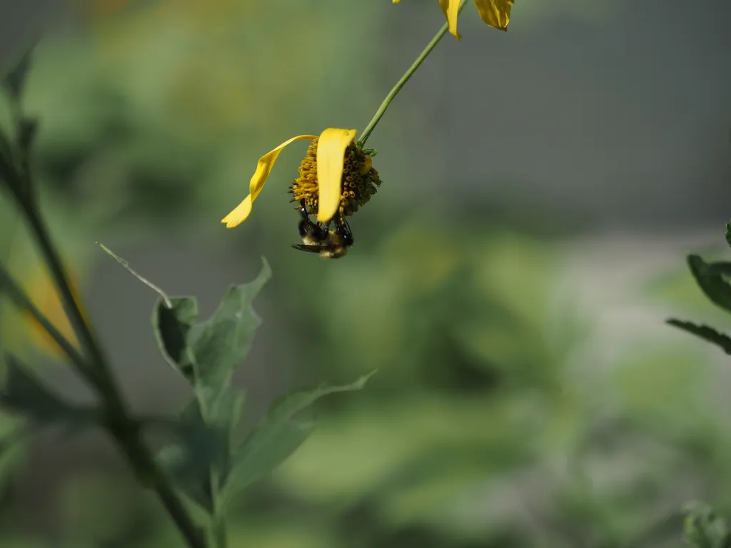 a bumblebee upside down on a coneflower