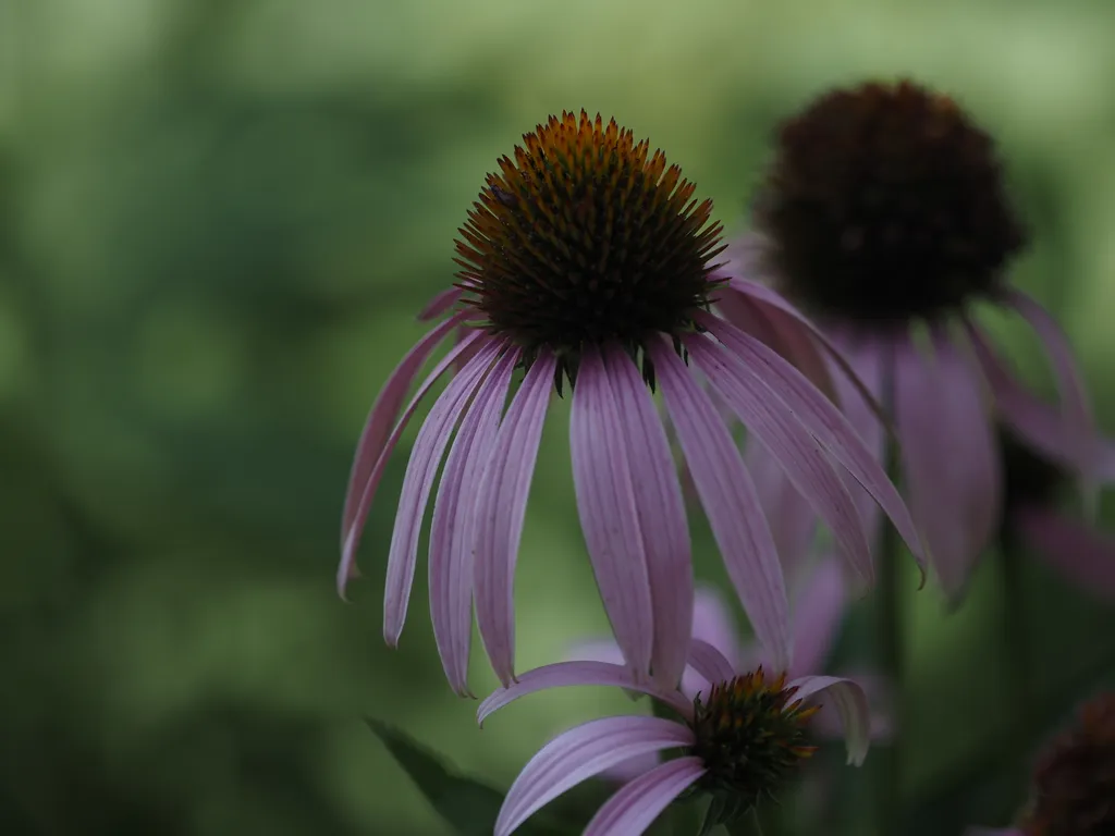 flowering coneflower with long pink petals