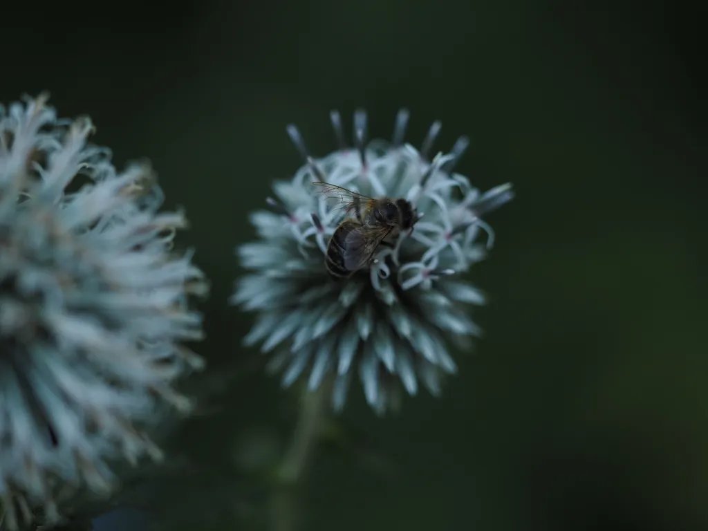 a honey bee on a globe thistle