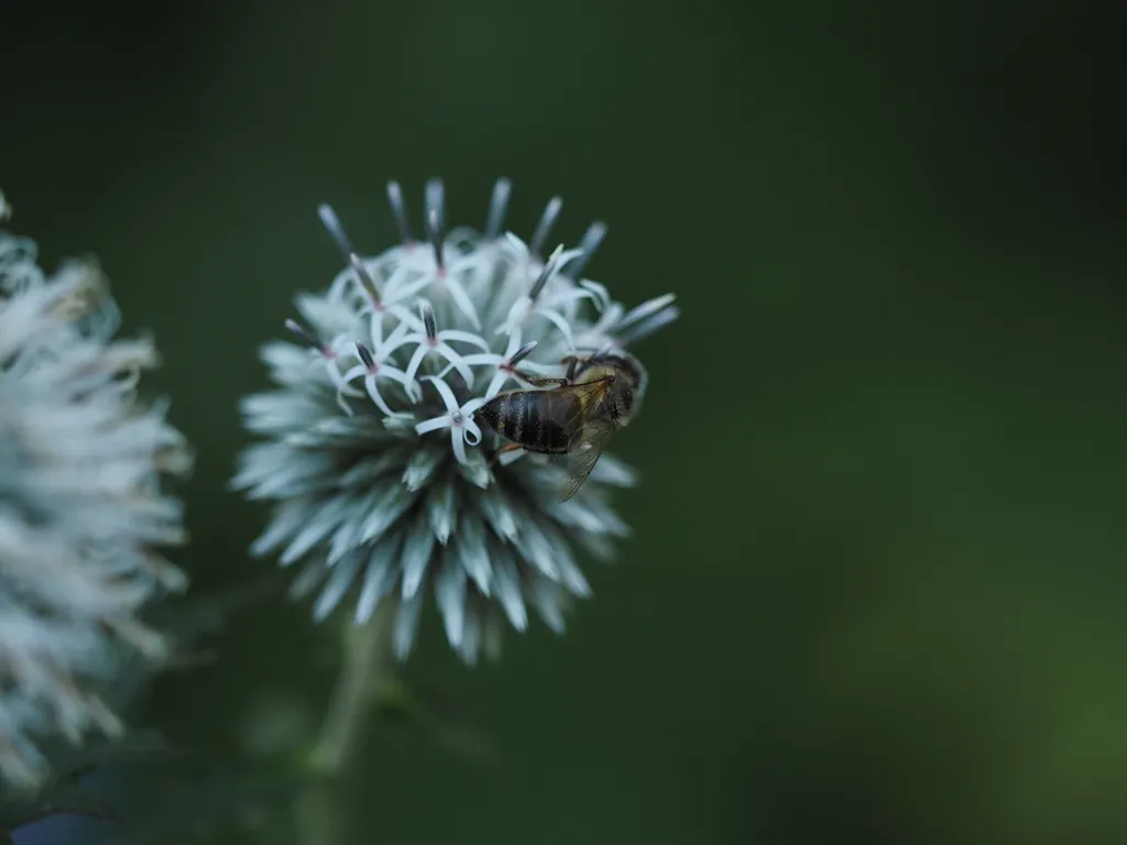 a honey bee on a globe thistle