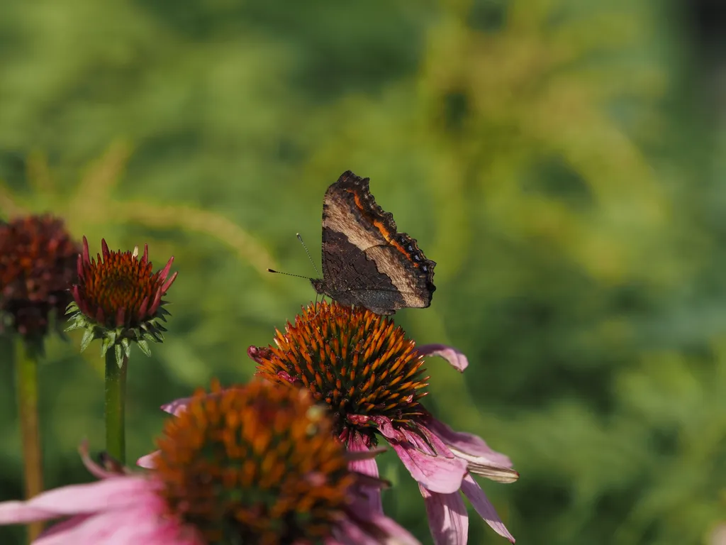 a butterfly on a coneflower