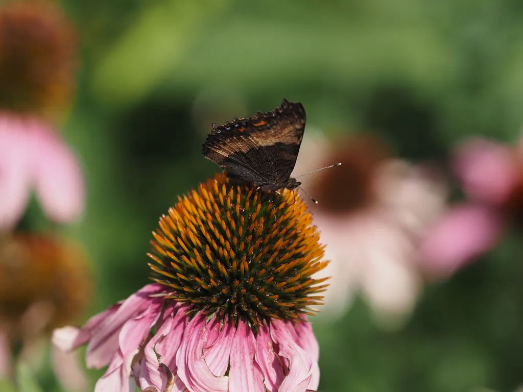 a butterfly on a coneflower