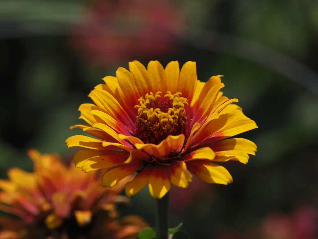 a yellow flower with a red center