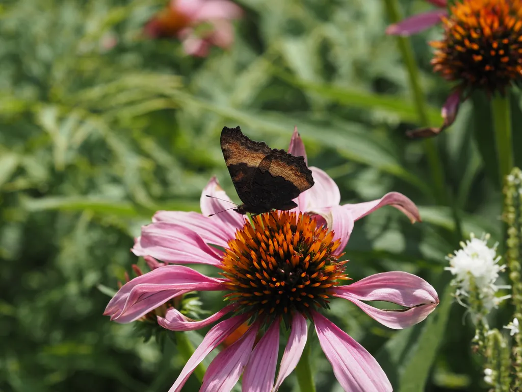 a butterfly on a coneflower