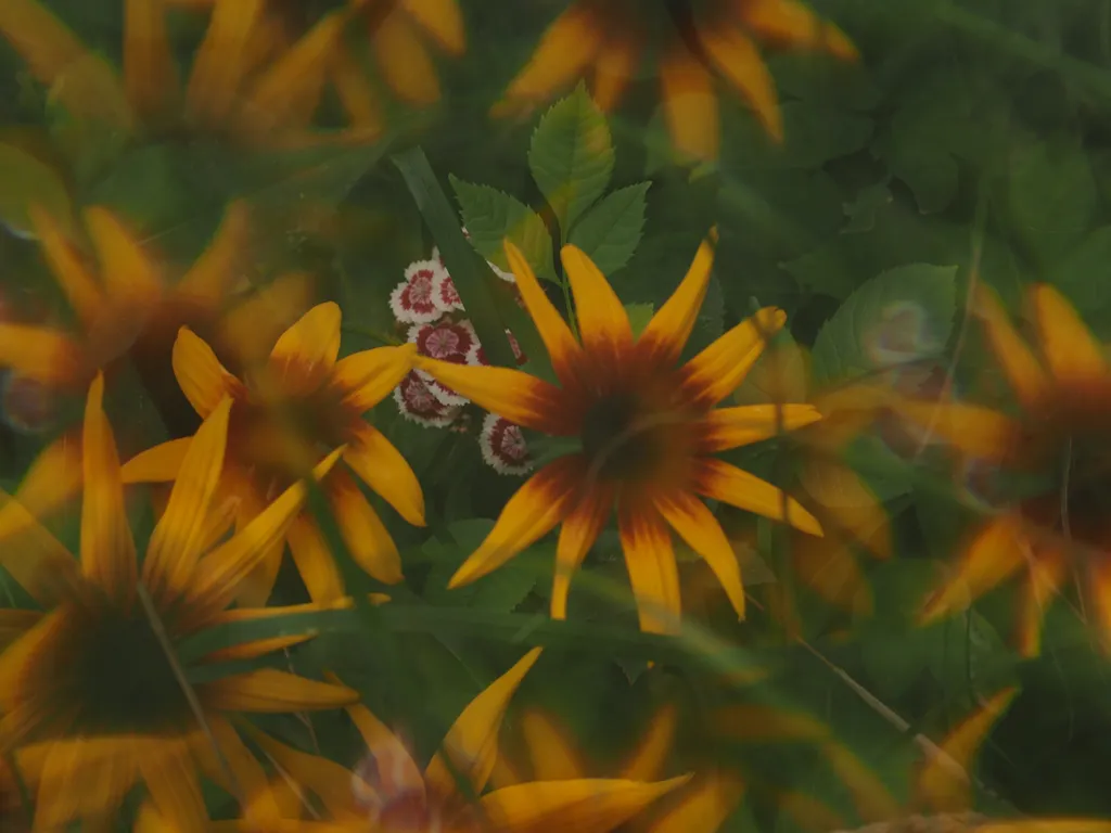 large yellow flowers with red centers and small white flowers with red centers