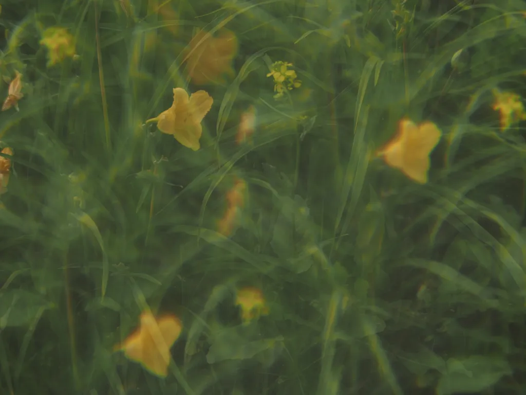 lilies growing in the grass