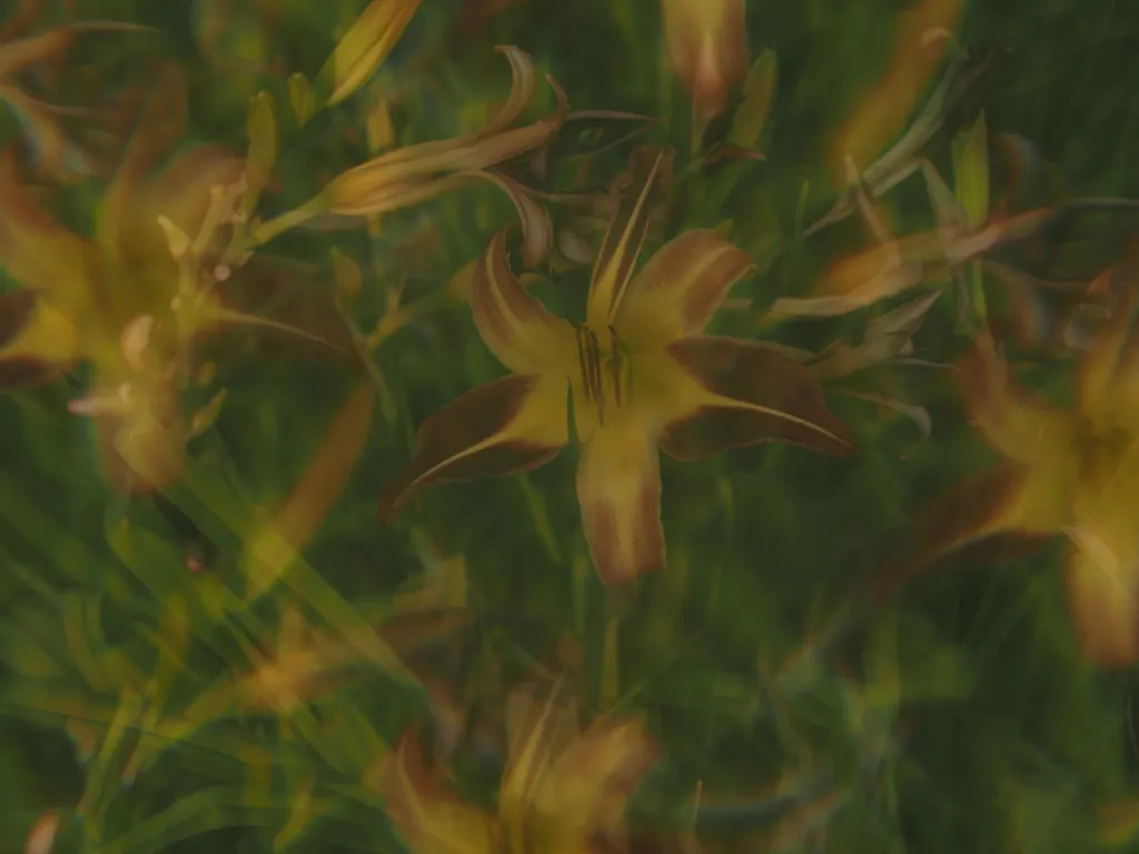 multicoloured lilies