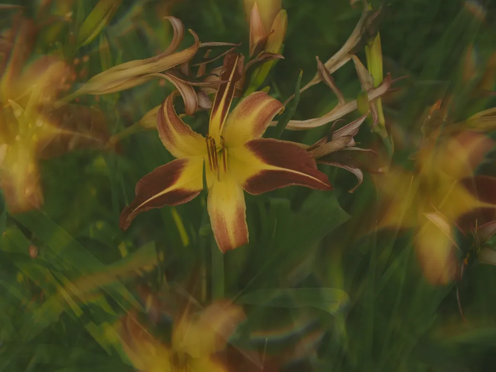 multicoloured lilies