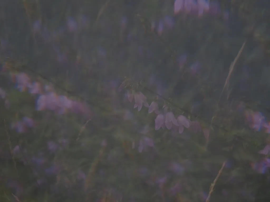 small, purple, bell-shaped flowers