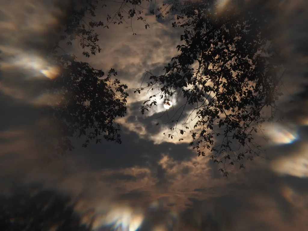 looking at the sun through the clouds and sparse branches