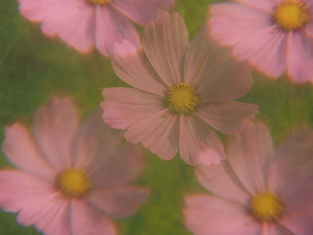 a pink flower