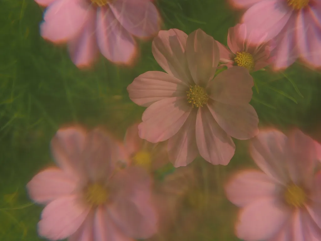 a pink flower