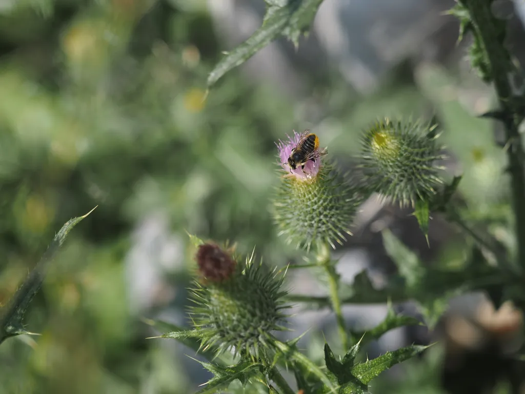 a small bee covered in pollen and on a purple flower