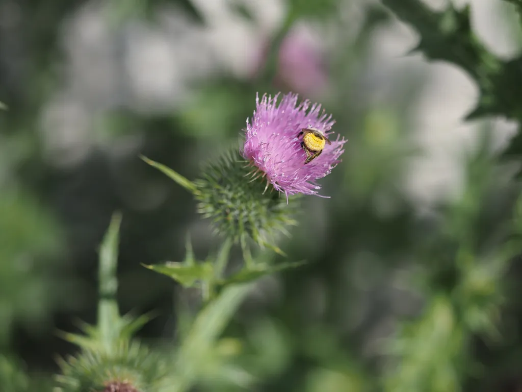 a bee's pollen-covered butt