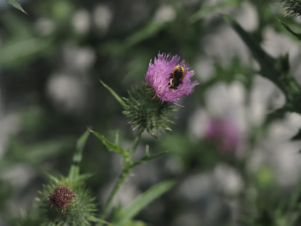 a small bee covered in pollen and on a purple flower